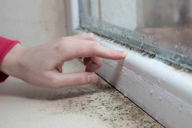 Best Asbestos and Lead Testing During Mold Inspection  in Lake Shore, WA