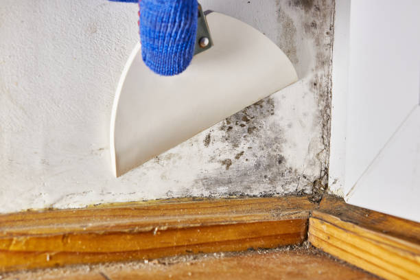 Best Water Damage & Mold Remediation  in Lake Shore, WA