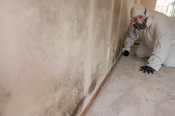 Mold Documentation for Insurance Claims in Lake Shore, WA